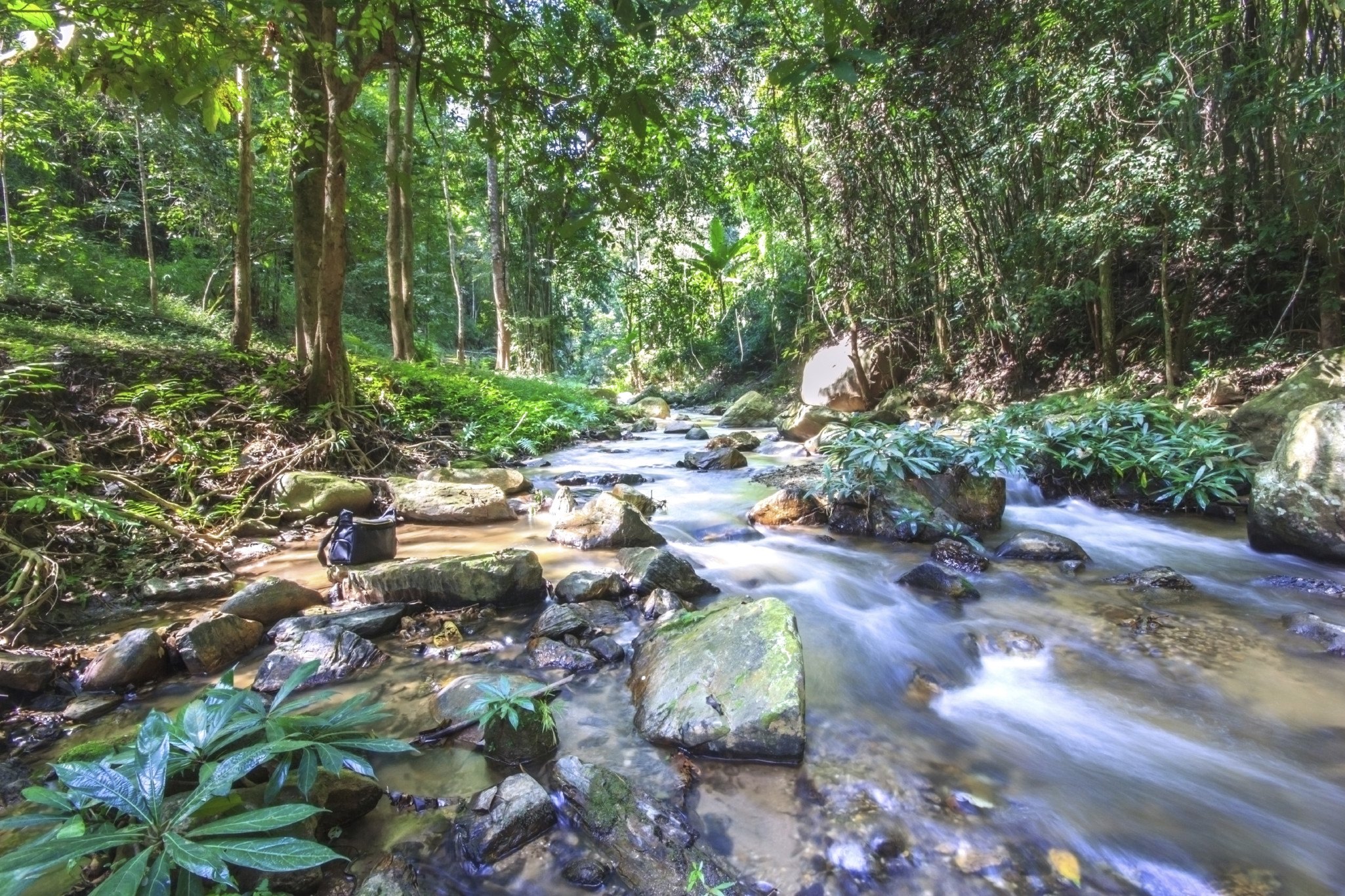 Streams in the tropical rainforest