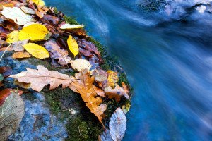 autumn leafs near mountain stream